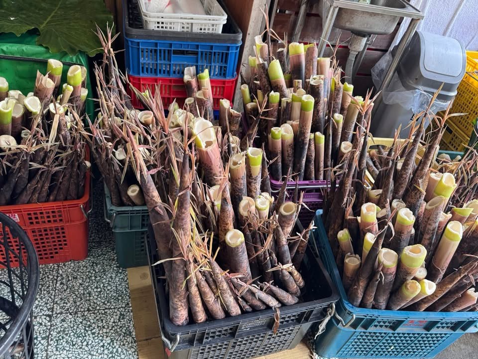 季節限定！桂竹筍開賣囉！